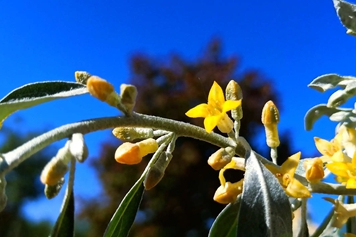 沙枣花的功效与作用