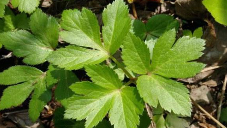 长寿草的功效与作用